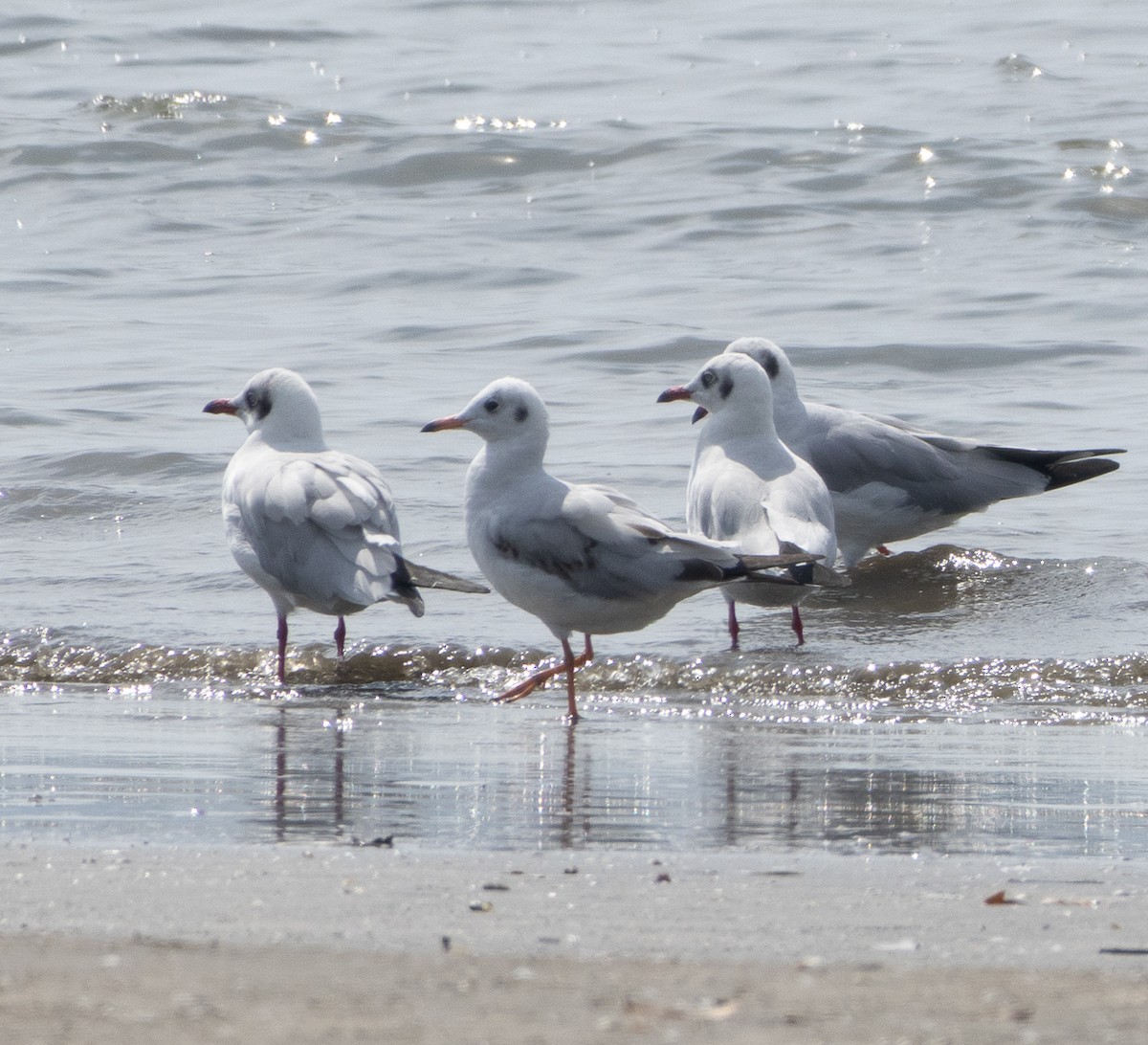 Brown-headed Gull - ML647714455