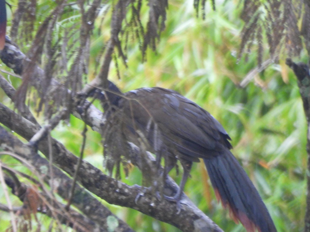 Rufous-vented Chachalaca - ML647714463