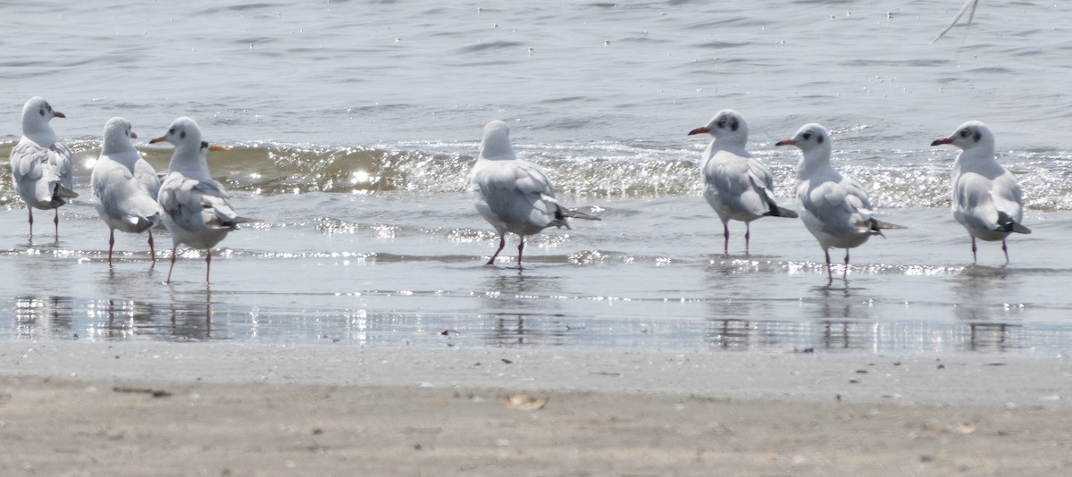 Brown-headed Gull - ML647714485