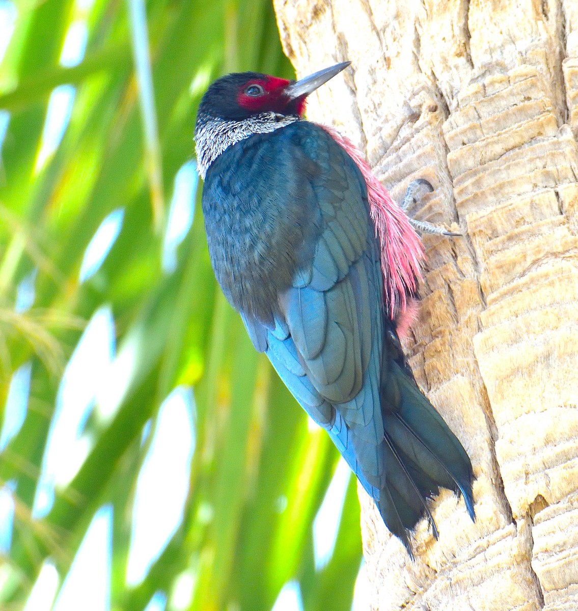 Lewis's Woodpecker - ML647714492