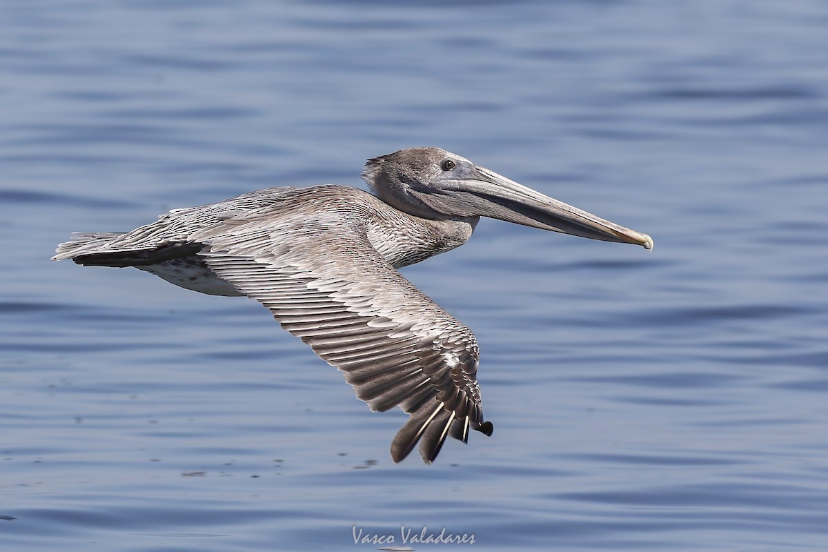Brown Pelican - ML647714508