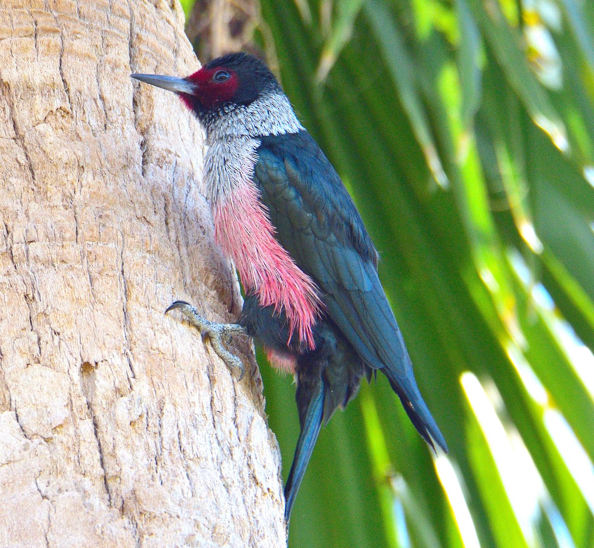 Lewis's Woodpecker - ML647714509