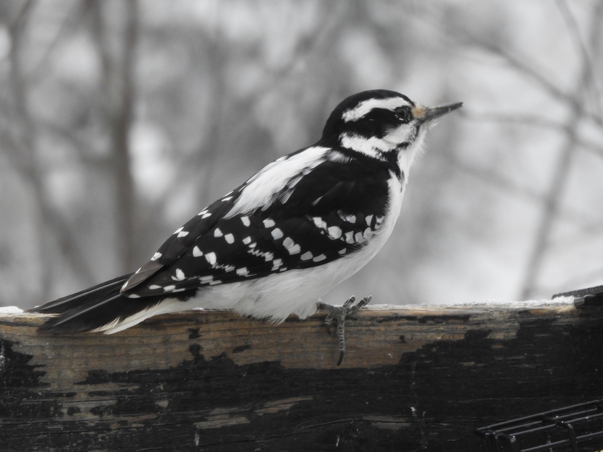 Hairy Woodpecker - ML647714510