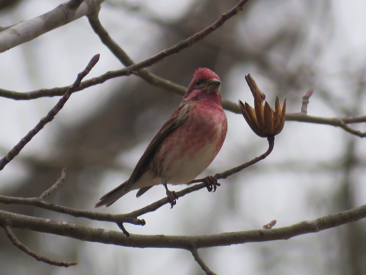 Purple Finch - ML647714511