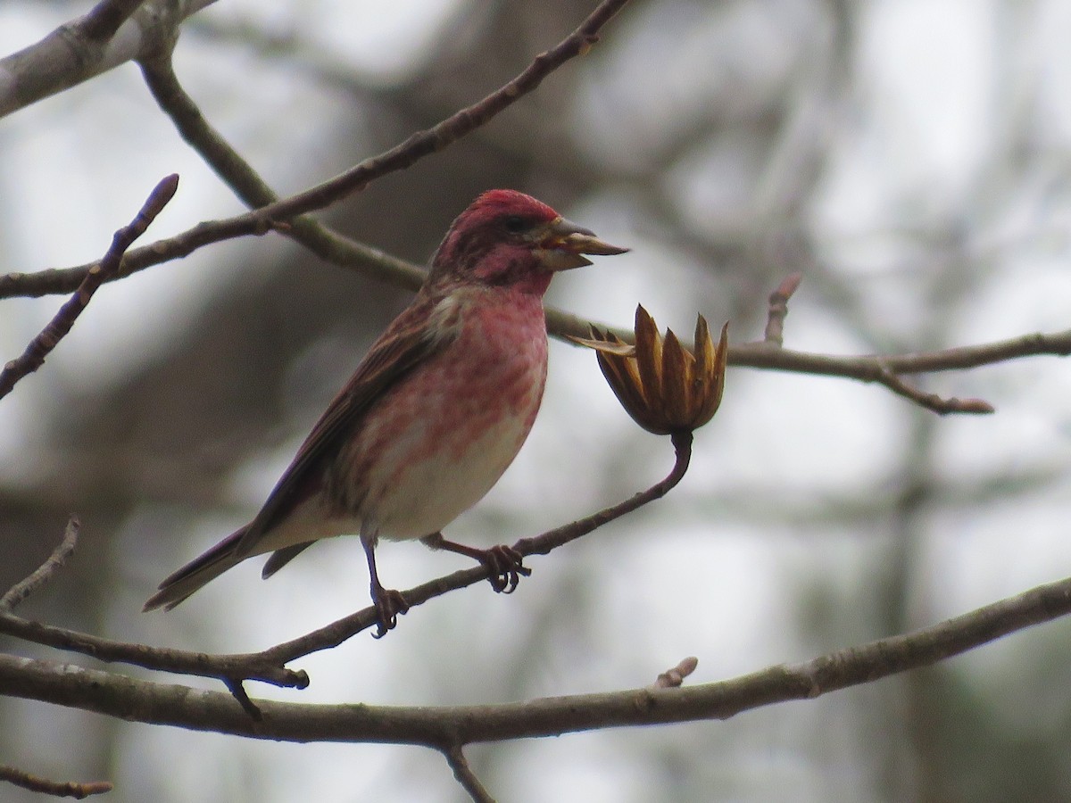 Purple Finch - ML647714512