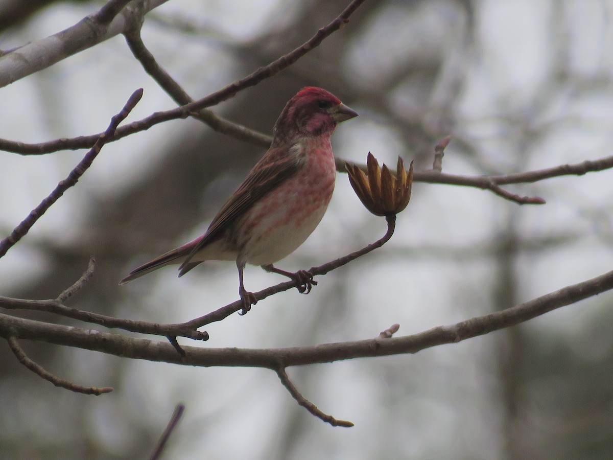 Purple Finch - ML647714513