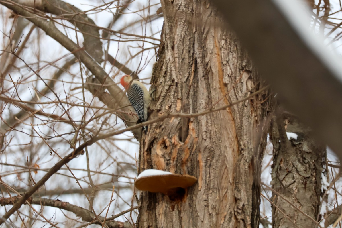 Red-bellied Woodpecker - ML647714515