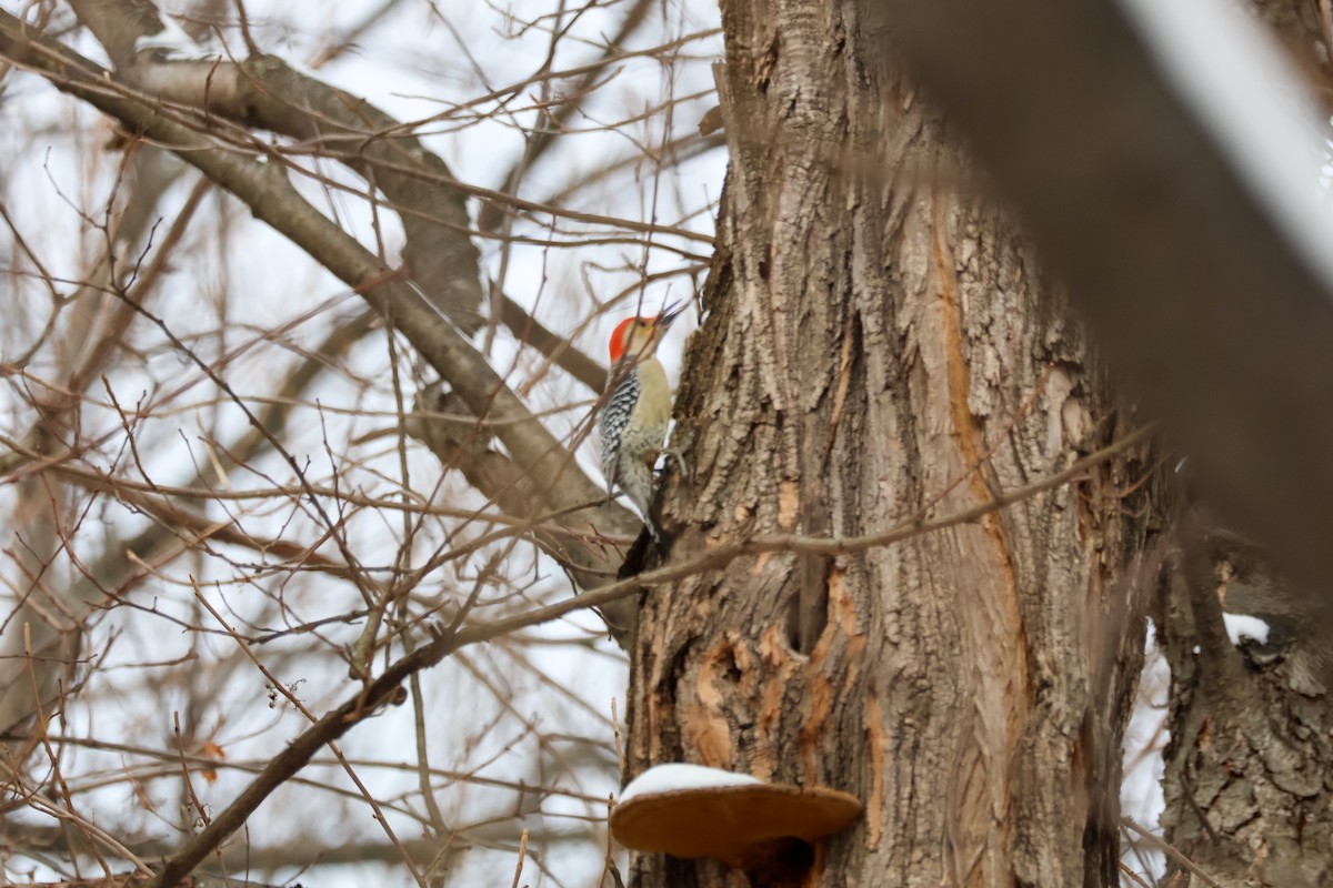 Red-bellied Woodpecker - ML647714516