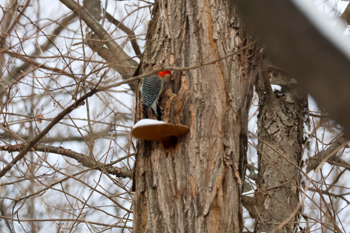 Red-bellied Woodpecker - ML647714517