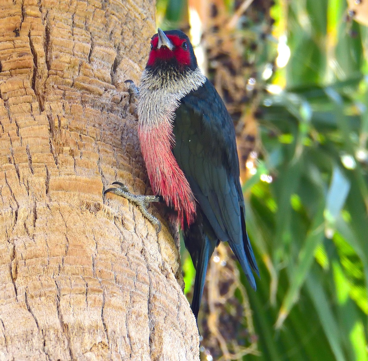 Lewis's Woodpecker - ML647714520