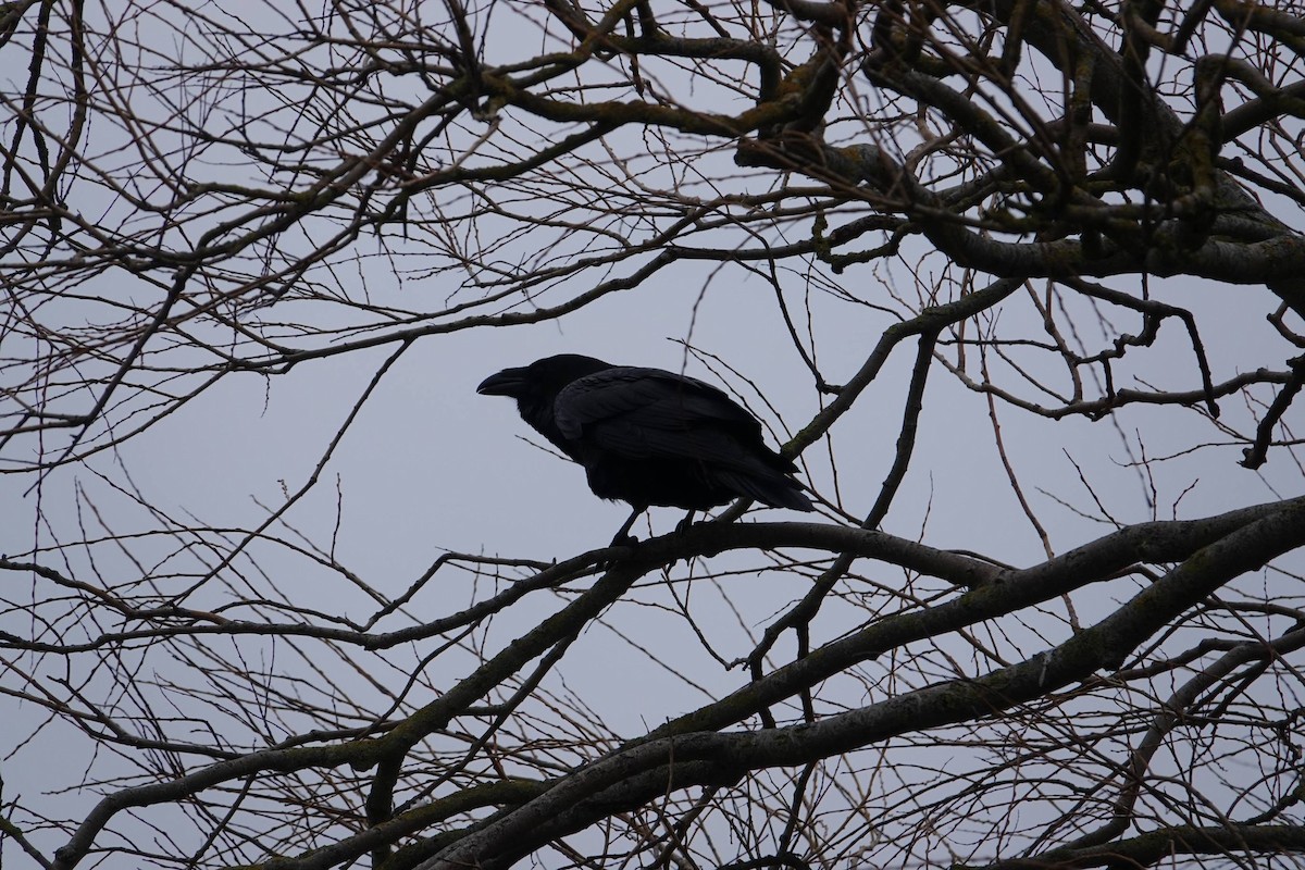 Common Raven - ML647714521