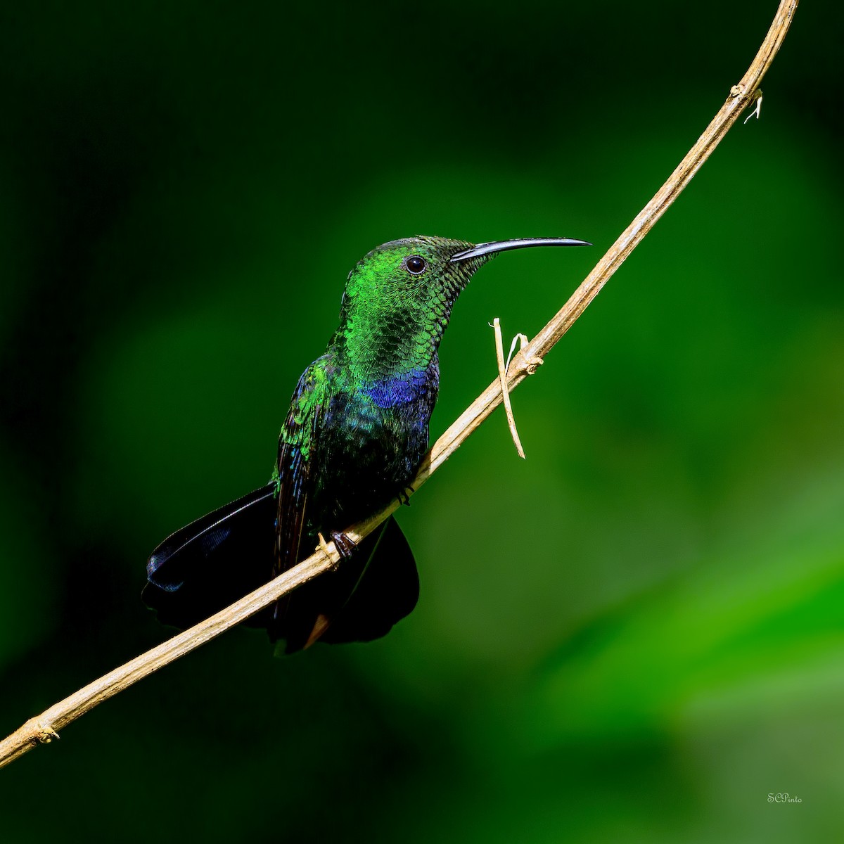 Green-throated Carib - ML647714522