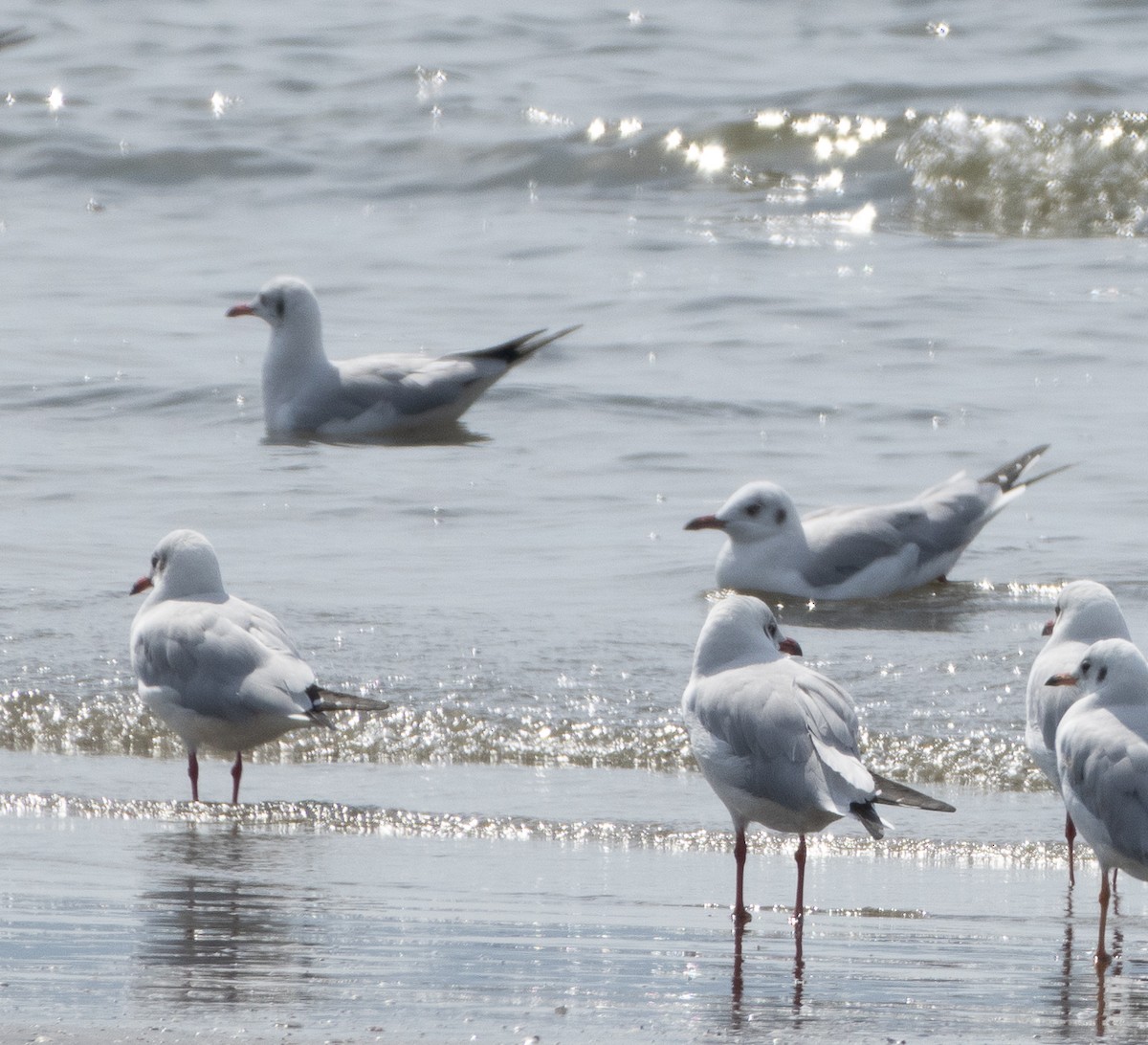 Brown-headed Gull - ML647714523