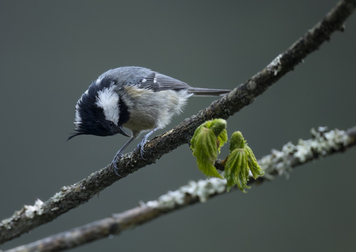 Coal Tit (Himalayan) - ML647714532