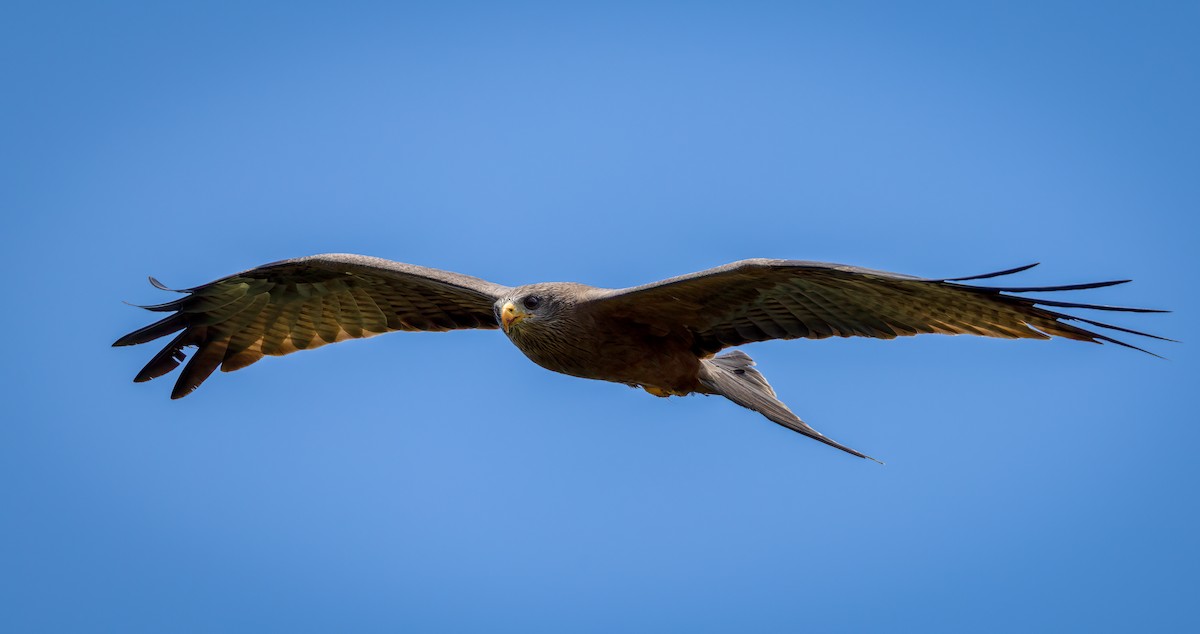 Black Kite (Yellow-billed) - ML647714538
