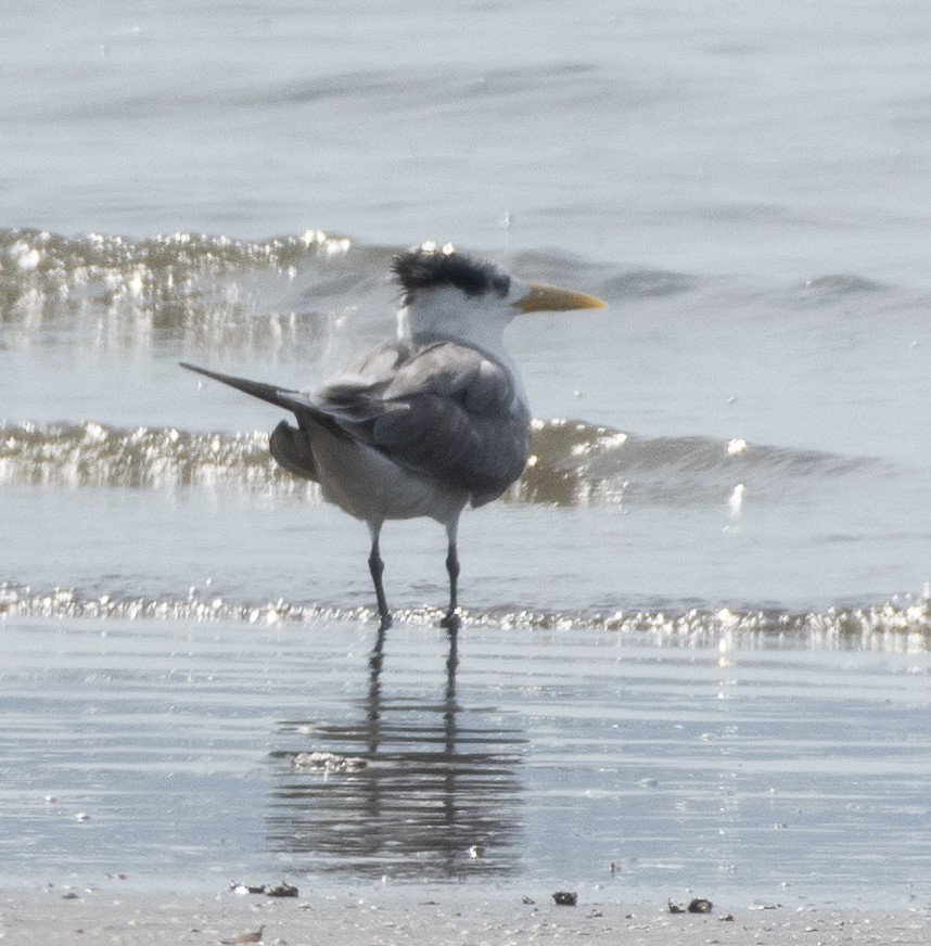 Great Crested Tern - ML647714539