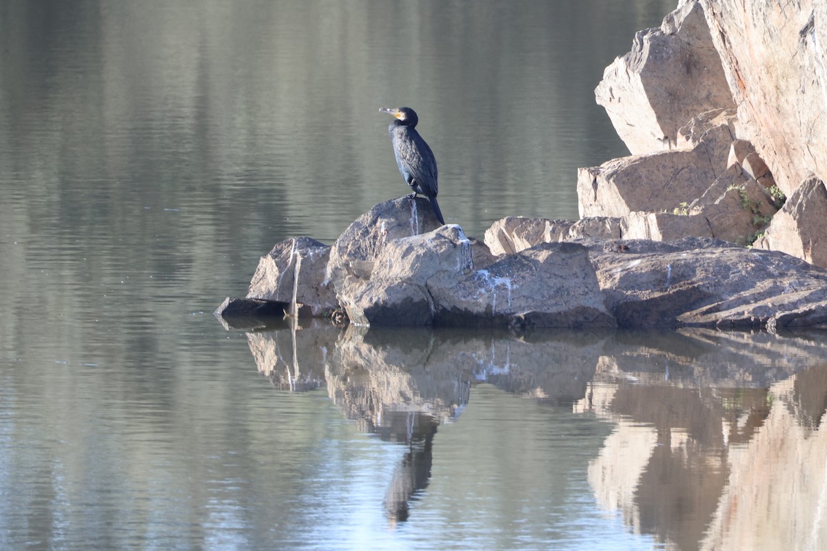 Great Cormorant - ML647714540