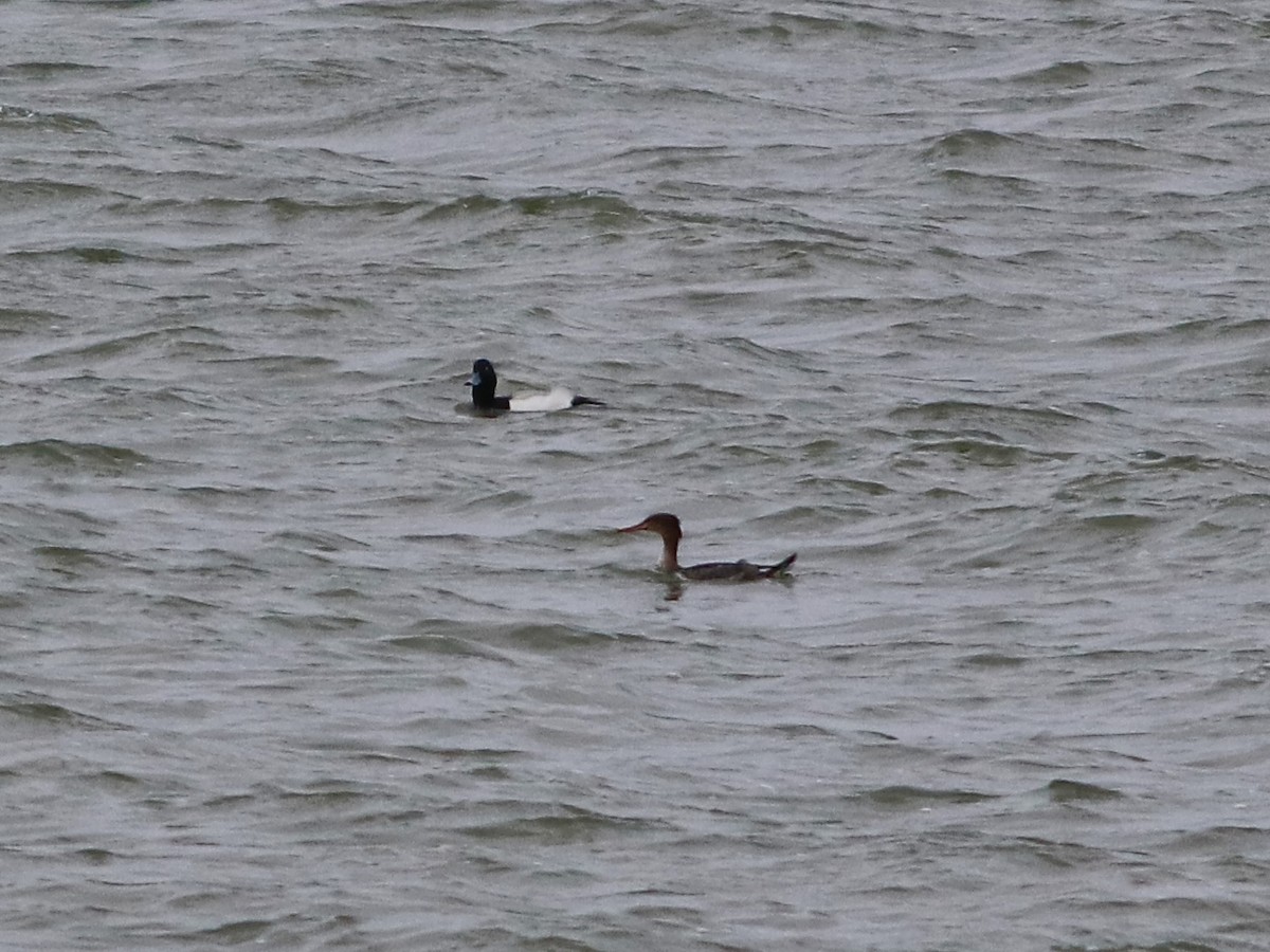 Greater Scaup - ML647714541