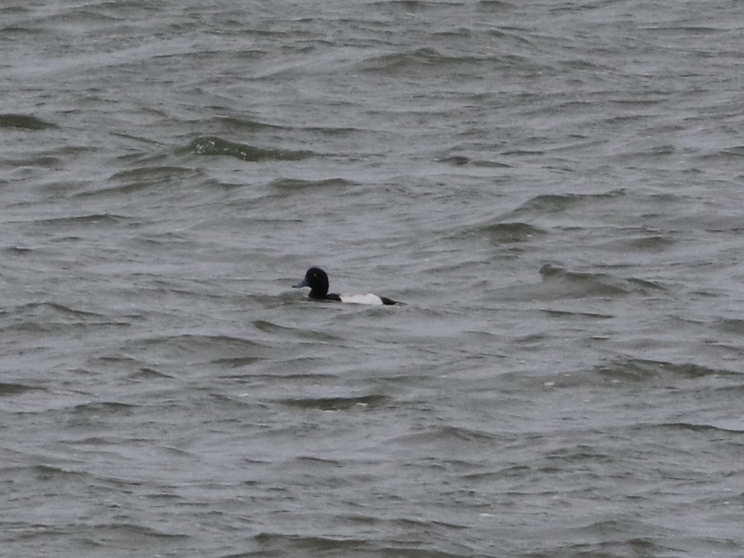 Greater Scaup - ML647714542
