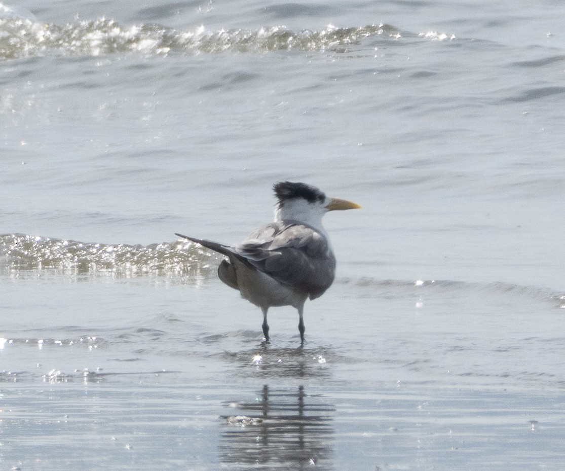 Great Crested Tern - ML647714549