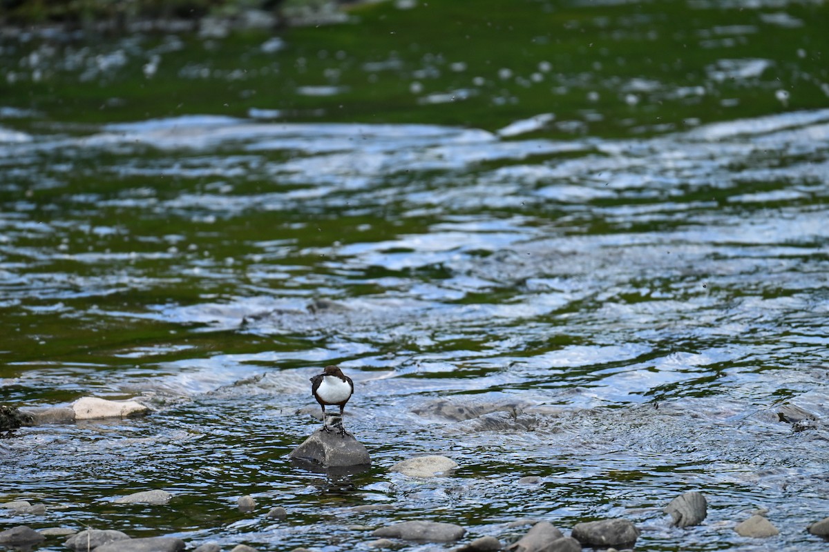 Пронурок біловолий - ML647714571