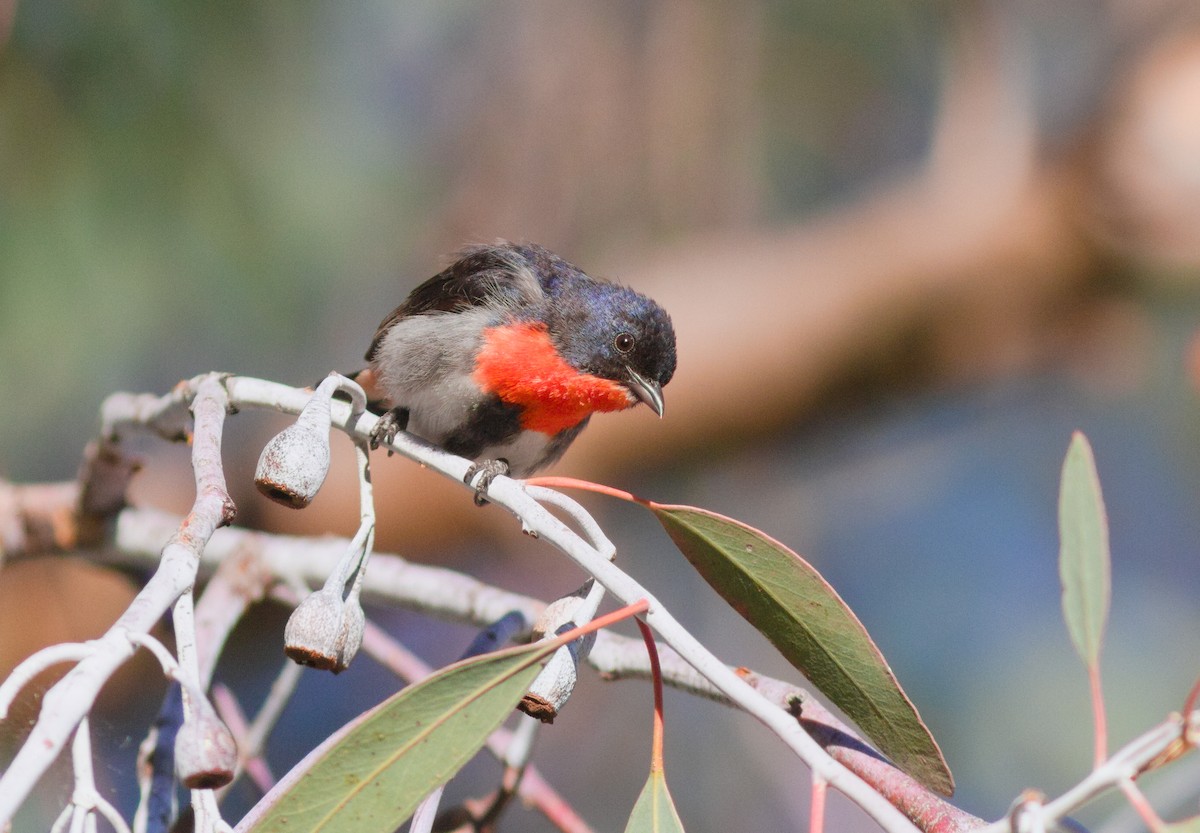 Mistletoebird - ML647714606