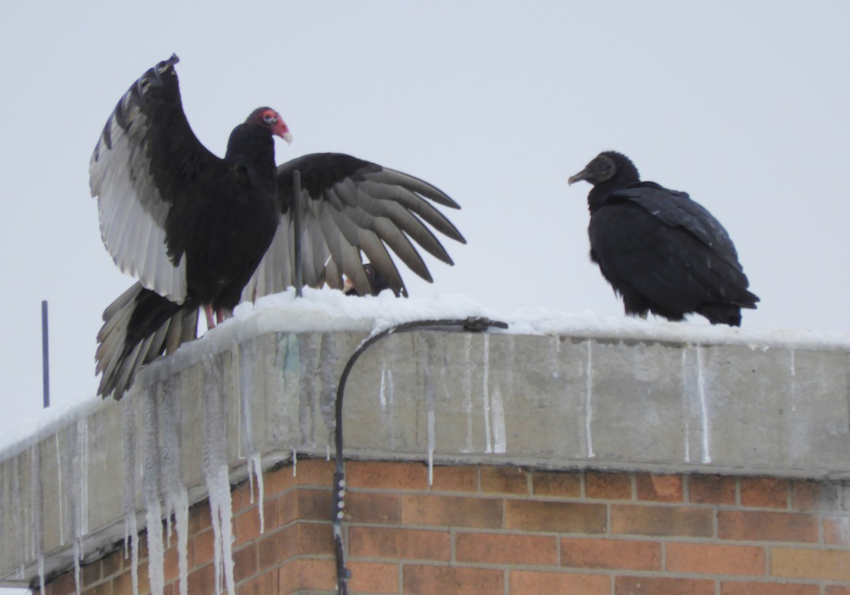 Black Vulture - ML647714625