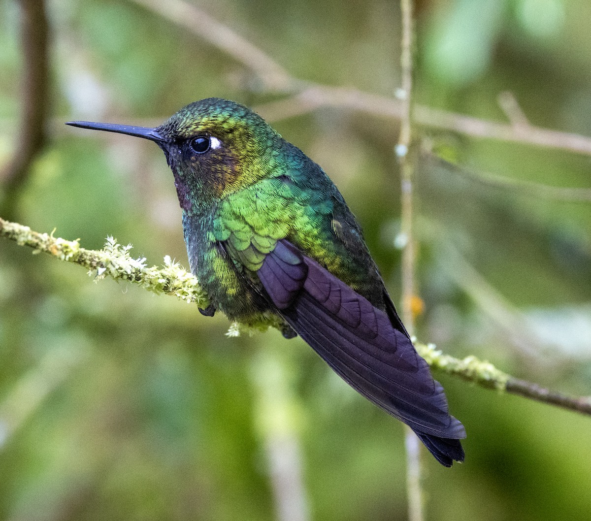 kolibřík turmalinový - ML647714653