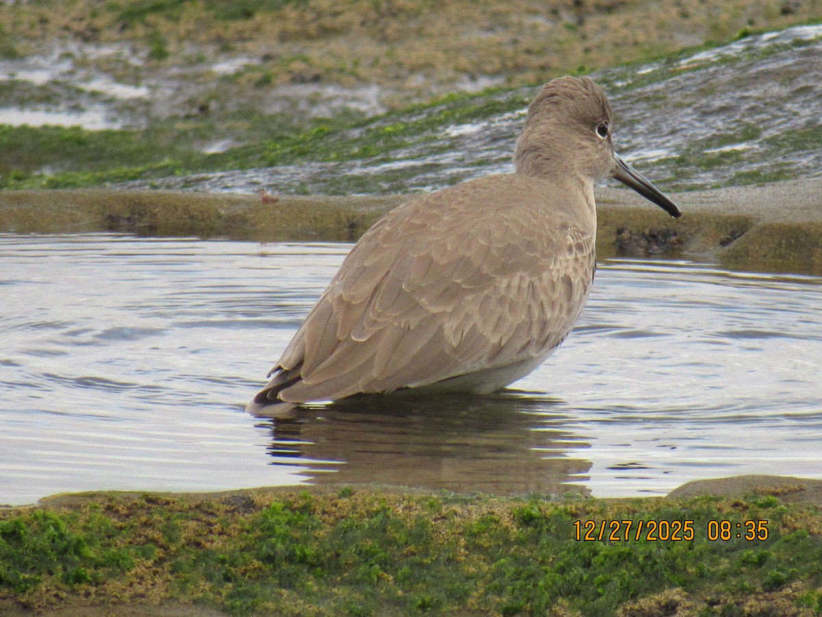 vodouš břehoušovitý - ML647714668