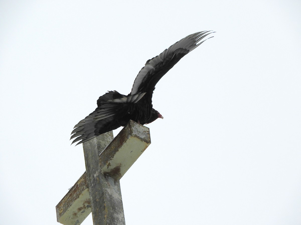 kondor krocanovitý - ML647714669