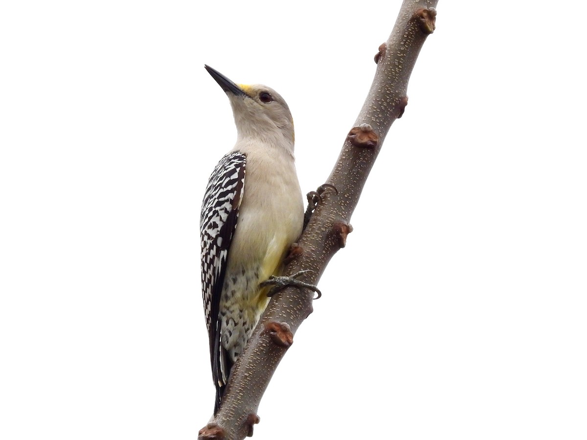 datel zlatočelý - ML647714673