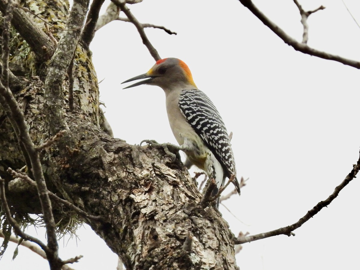 datel zlatočelý - ML647714674