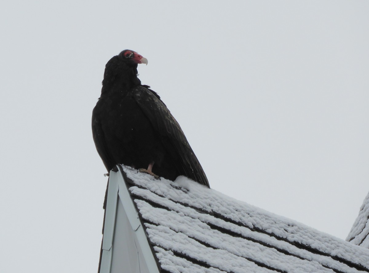 kondor krocanovitý - ML647714675