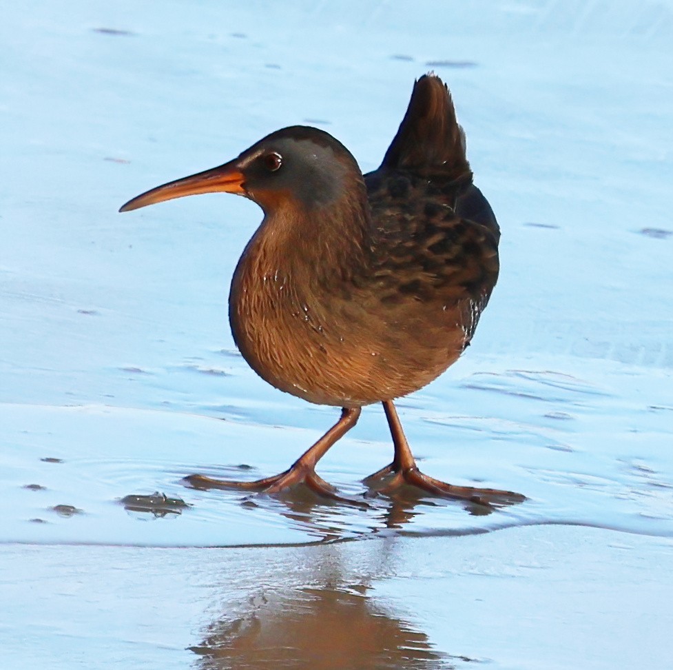 chřástal virginský - ML647714676