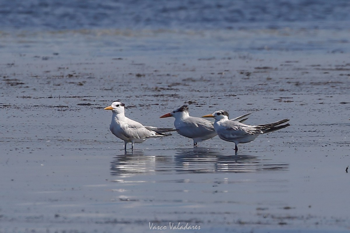 rybák velkozobý - ML647714677