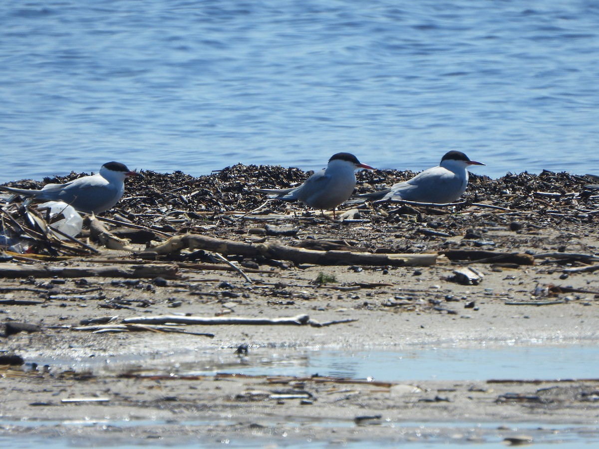 rybák obecný - ML647714679