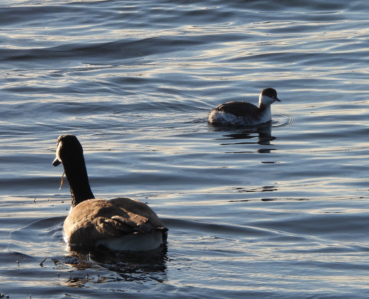 berneška velká - ML647714683