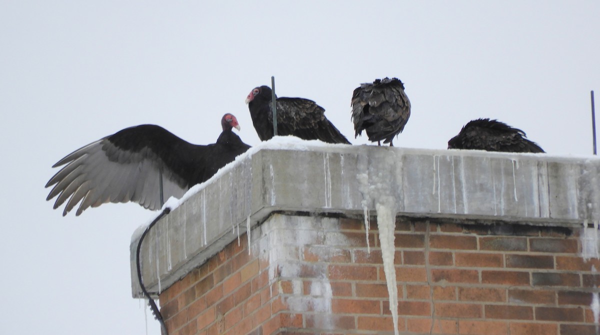 kondor krocanovitý - ML647714684