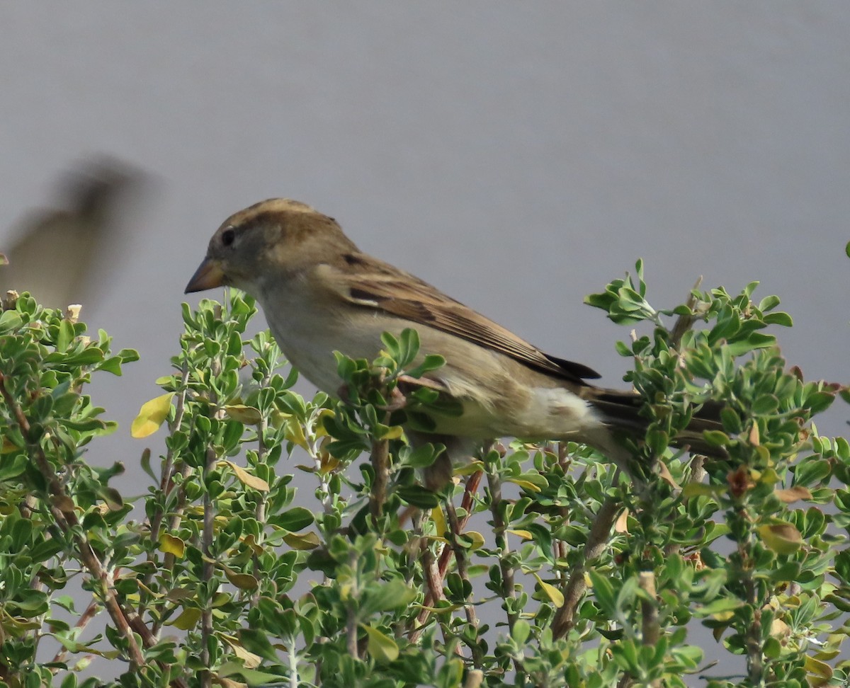 vrabec domácí - ML647714688