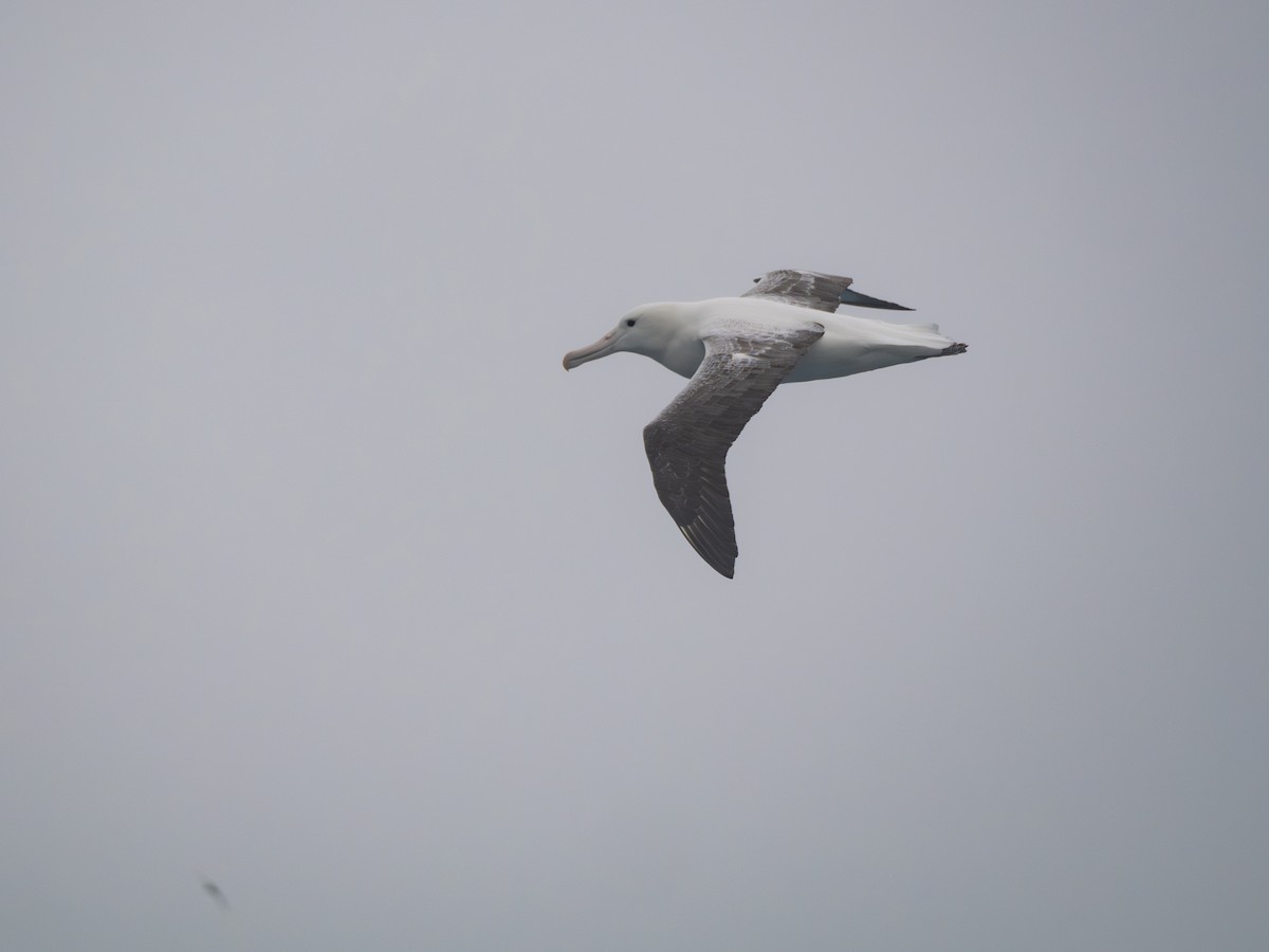 albatros královský - ML647714689