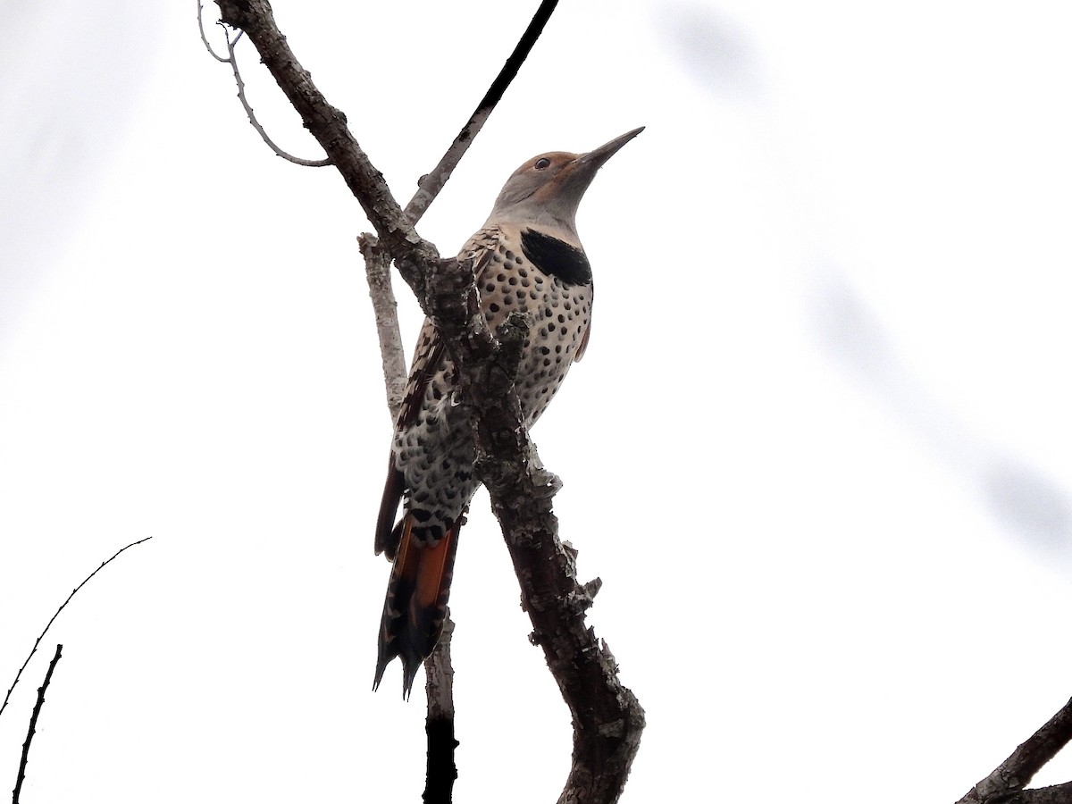 datel zlatý - ML647714690