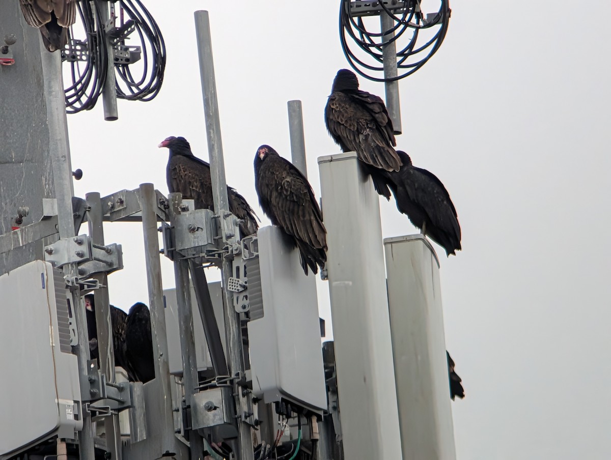 kondor krocanovitý - ML647714691