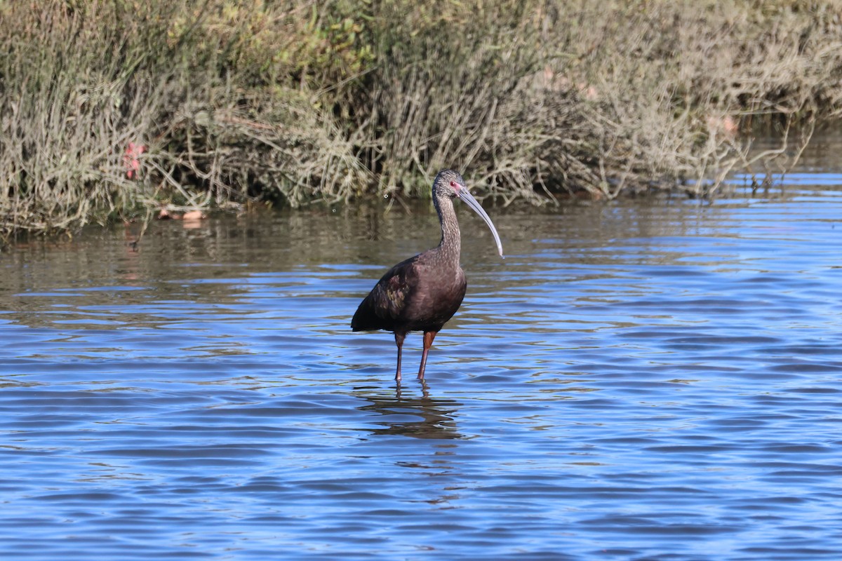 Beltzaran musuzuria - ML647714692