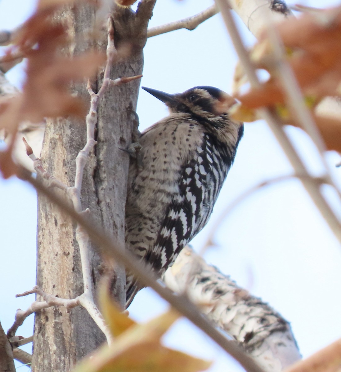 strakapoud proužkohřbetý - ML647714693