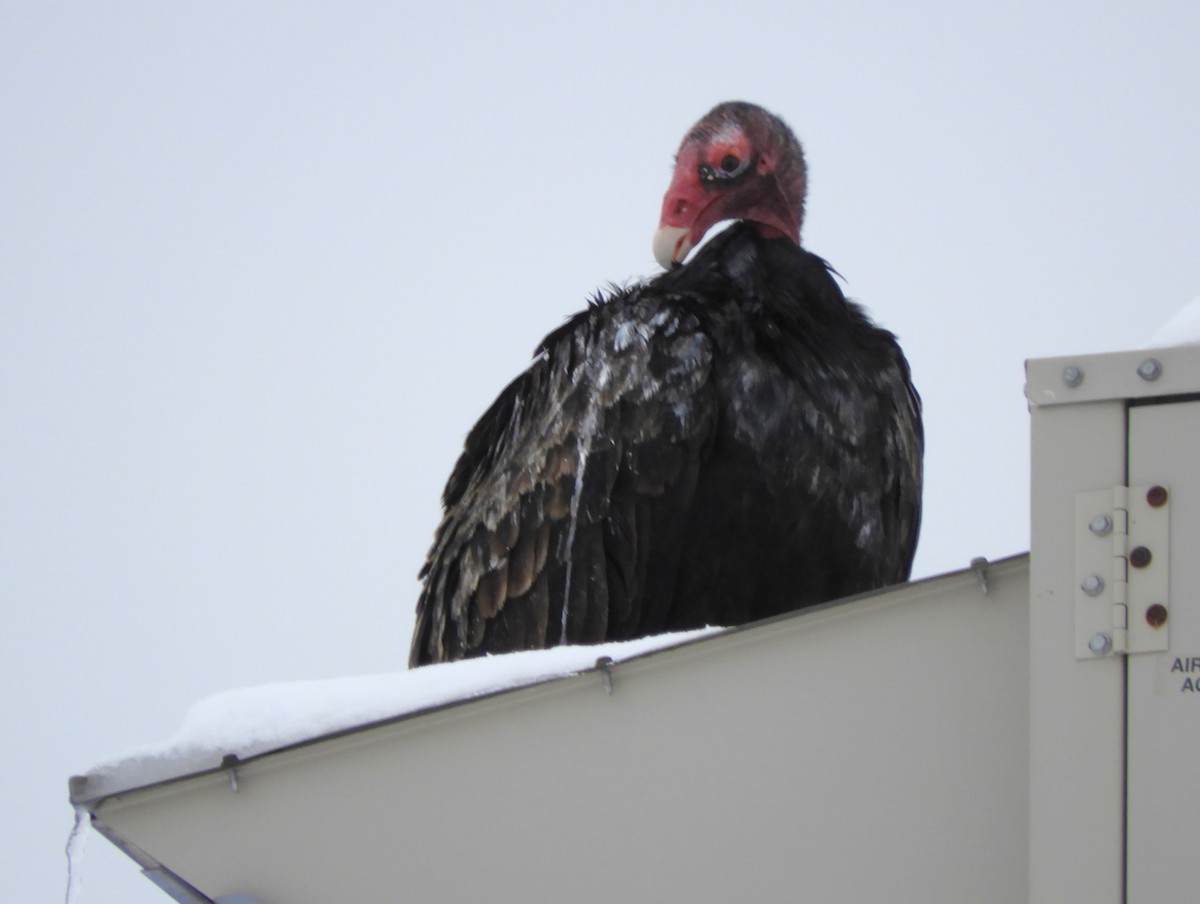 kondor krocanovitý - ML647714694