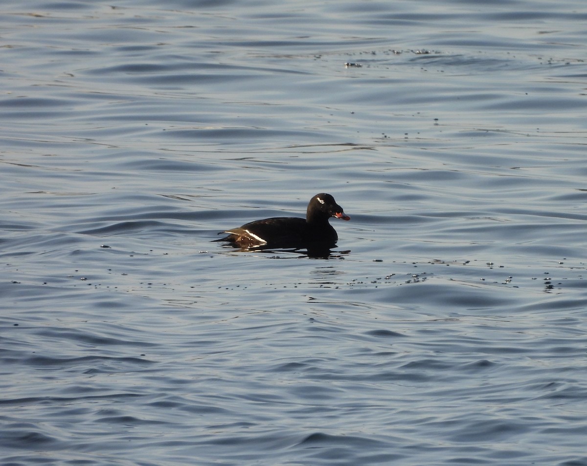 turpan kanadský - ML647714695