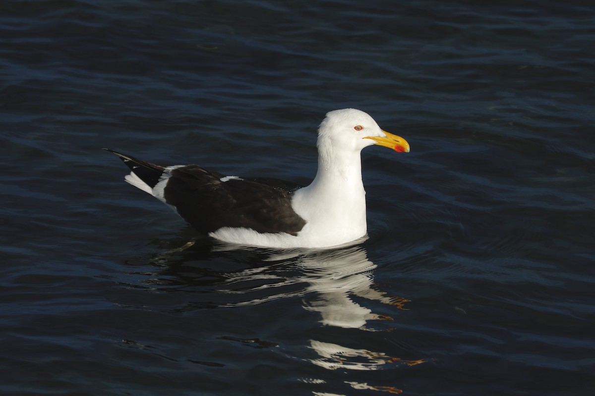 racek jižní - ML647714696