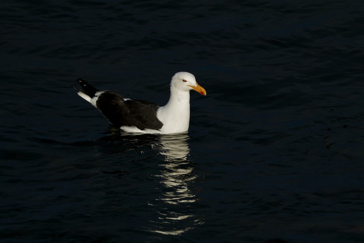 racek jižní - ML647714697