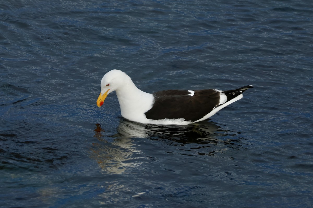 racek jižní - ML647714698