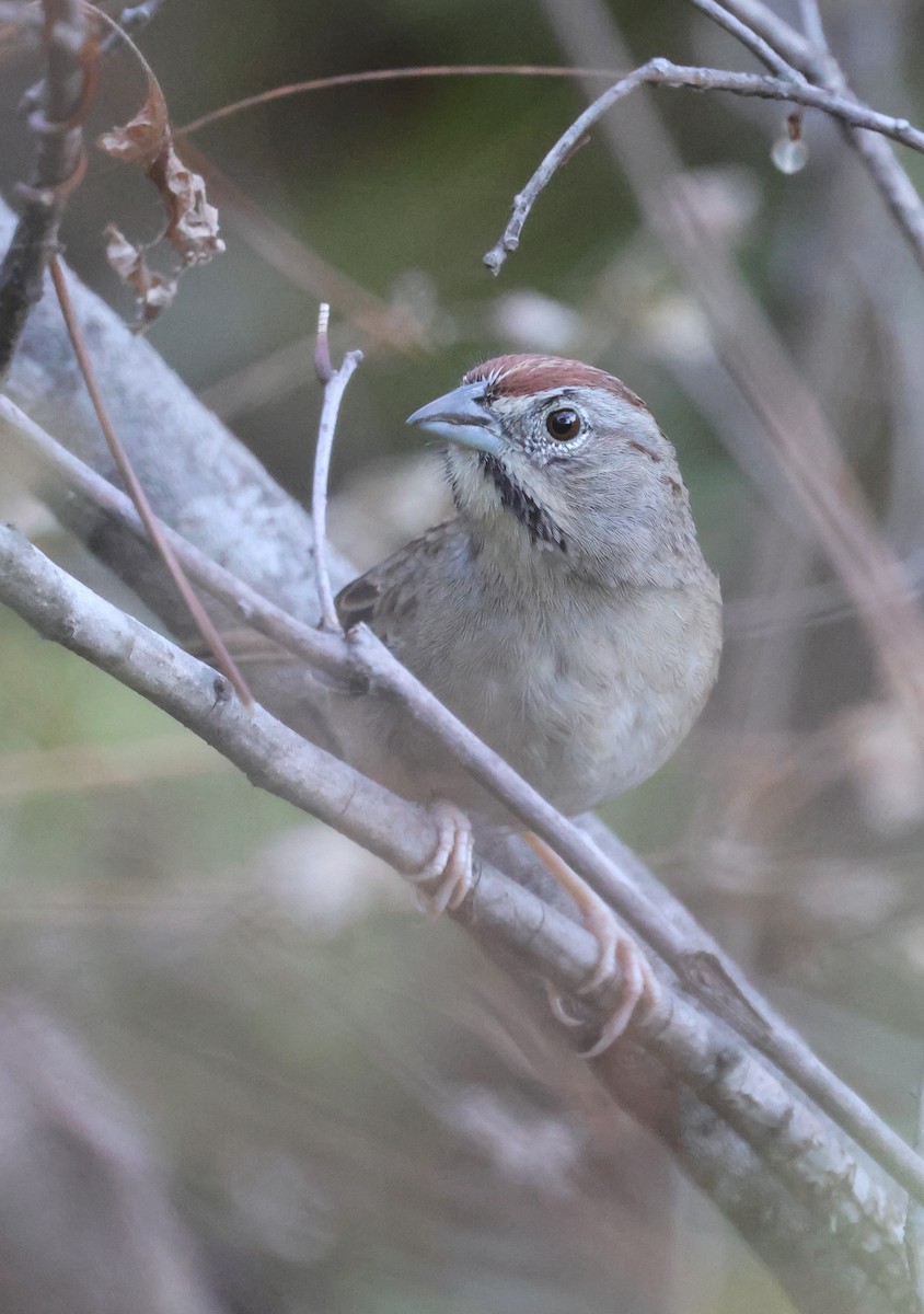 Rusty Sparrow - ML647714699